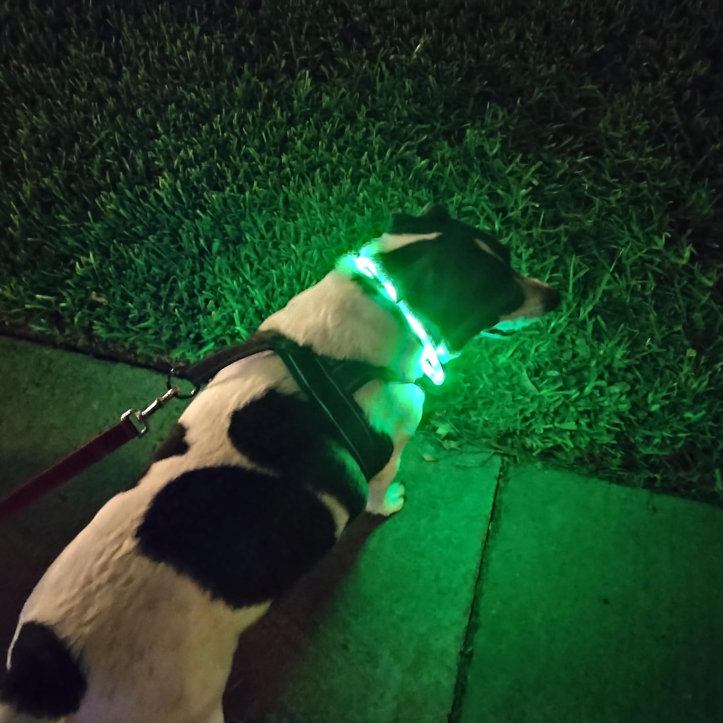 Silikon-LED-Hundehalsband, wie – Tech Dog Accessories Bewertung und Preis