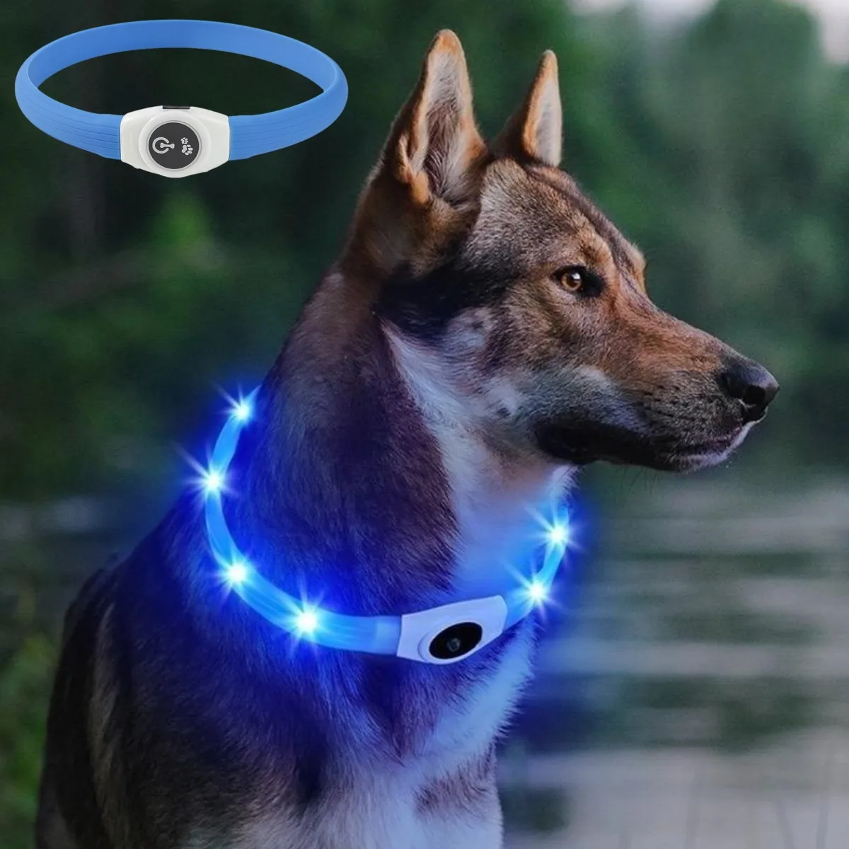 Neues LED-Leucht-Hundehalsband – Tech Dog Accessories Bewertung und Preis